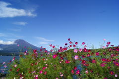 コスモスと富士山（2012.9.25）