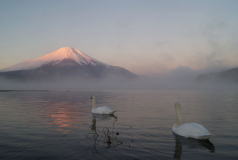 白鳥と富士（山中湖）