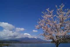 2014.5.2　桜と富士