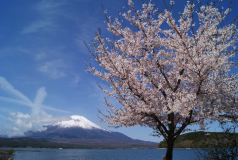 桜と富士（山中湖）