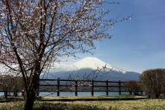 山中湖（桜と富士）
