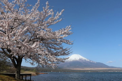 山中湖　桜