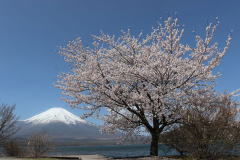 山中湖・桜・富士